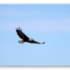 Zeearend in vlucht