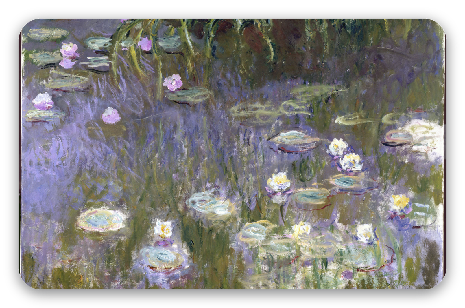 Waterlelies