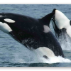 Orka