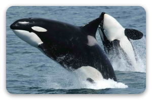 Orka