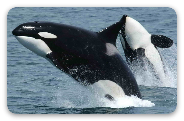 Orka