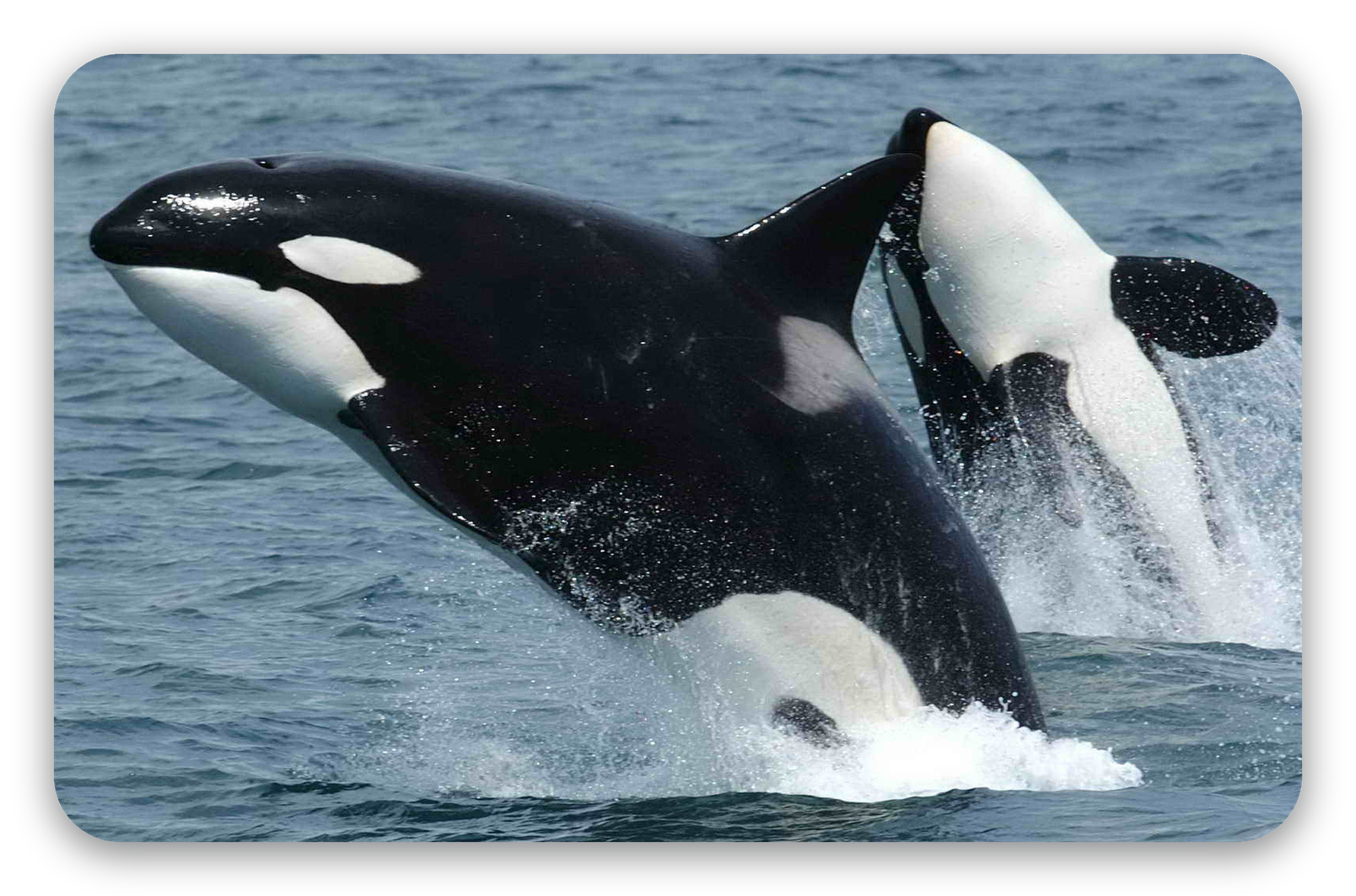 Orka