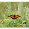 Monarchvlinder