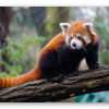 Rode panda