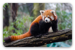 Rode panda