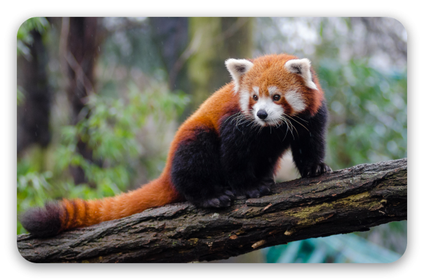 Rode panda