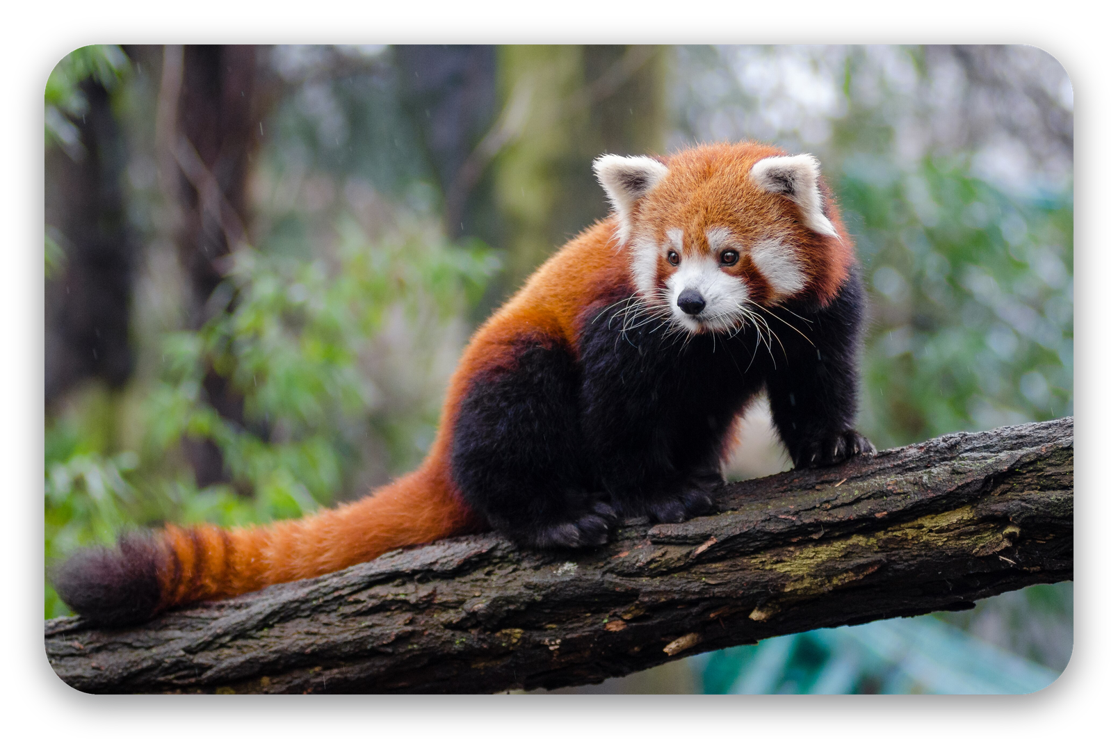 Rode panda