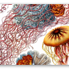 Kwallen (Haeckel)