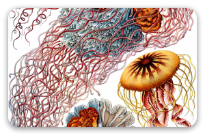 Kwallen (Haeckel)