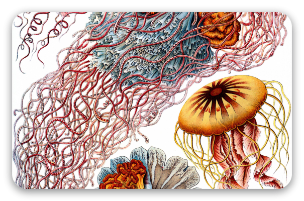 Kwallen (Haeckel)