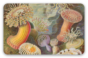 Zeeanemonen (Haeckel)