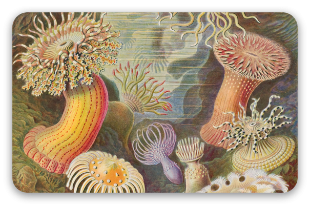 Zeeanemonen (Haeckel)