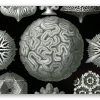 Koralen (Haeckel)