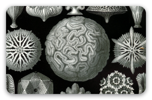 Koralen (Haeckel)