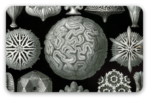 Koralen (Haeckel)