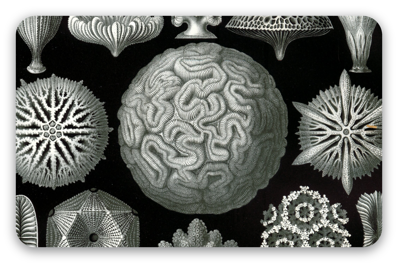 Koralen (Haeckel)