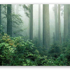 Redwoods in de mist
