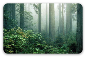 Redwoods in de mist