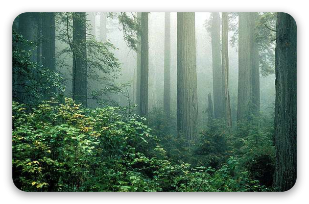 Redwoods in de mist