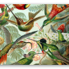 Kolibries (Haeckel)
