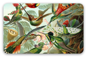 Kolibries (Haeckel)