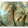 Varens (Haeckel)