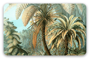 Varens (Haeckel)