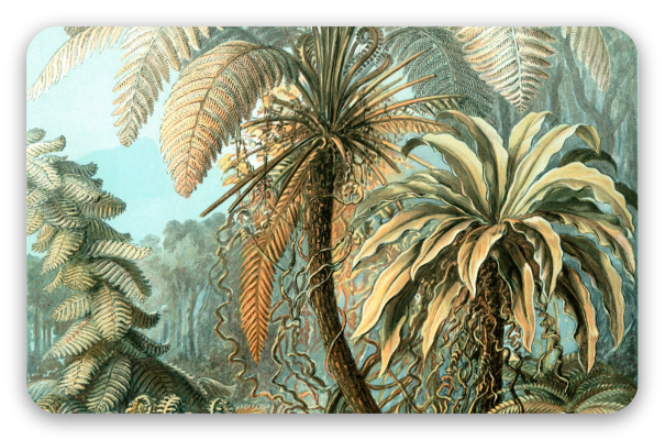 Varens (Haeckel)