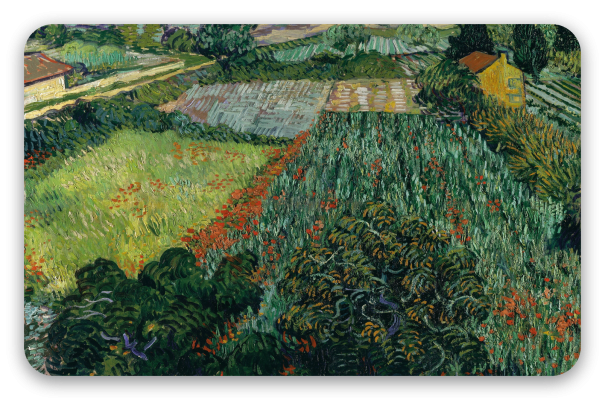 Veld met klaprozen