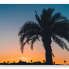 Palm bij schemering