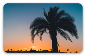 Palm bij schemering