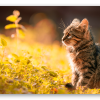 Kitten in herfstlicht