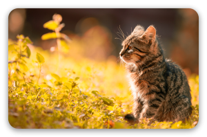 Kitten in herfstlicht