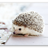 Baby-egel