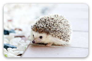Baby-egel
