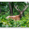 Edelhert op de Veluwe