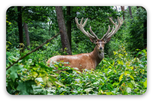 Edelhert op de Veluwe