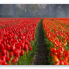 Tulpenrijen