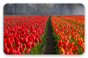 Tulpenrijen