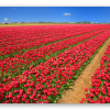 Rode tulpenvelden