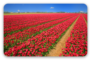 Rode tulpenvelden