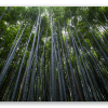 Bamboebos van Arashiyama