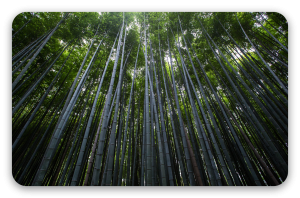 Bamboebos van Arashiyama