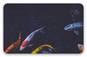 Koi
