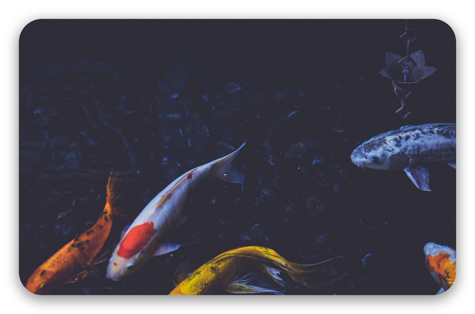 Koi