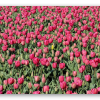 Roze tulpenveld