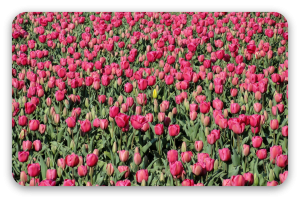 Roze tulpenveld