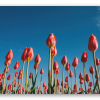 Tulpen tegen de blauwe lucht
