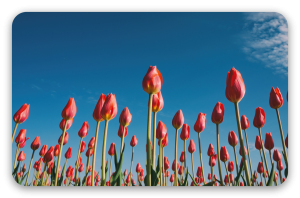 Tulpen tegen de blauwe lucht