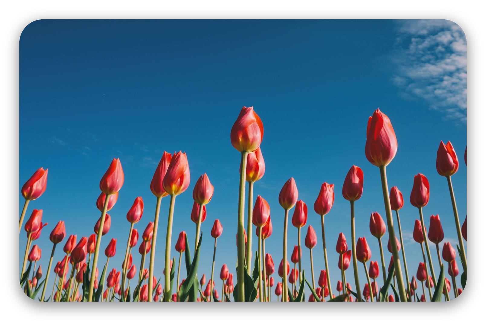 Tulpen tegen de blauwe lucht